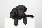 Labrador Retriever Puppy