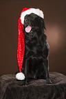 sitting Labrador Retriever