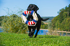 fetching Labrador Retriever