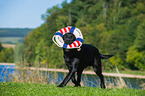 fetching Labrador Retriever