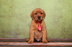 Labrador Retriever Puppy