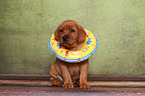 Labrador Retriever Puppy