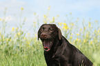 Labrador Retriever Portrait