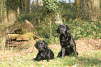 2 Labrador Retriever