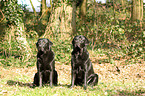 2 Labrador Retriever