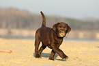 Labrador Retriever Puppy