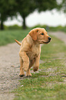 Labrador Retriever Puppy