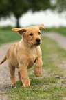 Labrador Retriever Puppy