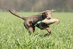 retrieving Labrador Retriever