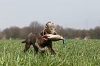 retrieving Labrador Retriever