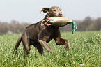 retrieving Labrador Retriever