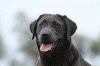 Labrador Retriever Portrait