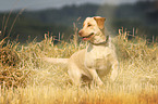 running Labrador Retriever