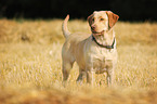 standing Labrador Retriever