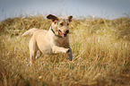 running Labrador Retriever