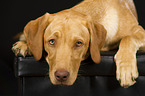 lying Labrador Retriever