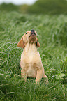 Labrador Retriever Puppy