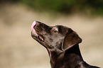 young Labrador Retriever