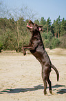 young Labrador Retriever