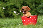 Labrador Retriever Puppy