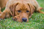 lying Labrador Retriever