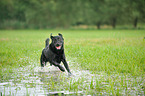 running Labrador Retriever