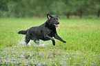 running Labrador Retriever