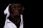 Labrador Retriever Portrait