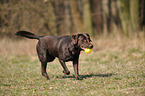 playing Labrador Retriever