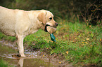 retrieving Labrador Retriever