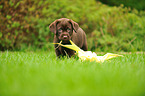 Labrador Retriever Puppy