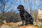 sitting Labrador Retriever