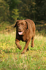 walking Labrador Retriever