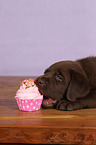 Labrador Retriever Puppy