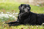 old Labrador Retriever