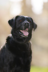 old Labrador Retriever