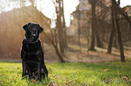 old Labrador Retriever