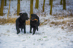 2 Labrador Retriever