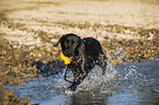 playing Labrador Retriever