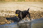 playing Labrador Retriever