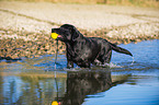 playing Labrador Retriever