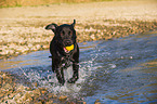 playing Labrador Retriever