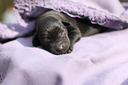 Labrador Retriever Baby