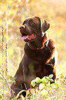 sitting Labrador Retriever