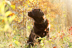 sitting Labrador Retriever