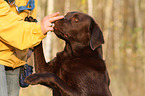 Labrador Retriever is getting treat