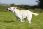 running Labrador Retriever