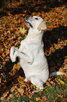 begging Labrador Retriever