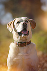 Labrador Retriever Portrait