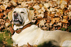 Labrador Retriever Portrait